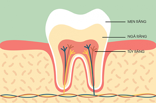 Vai trò của tủy răng đối với sức khỏe răng miệng - Phòng Khám Nha Khoa Thu  Trang