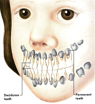 Tầm quan trọng của răng sữa với trẻ nhỏ?