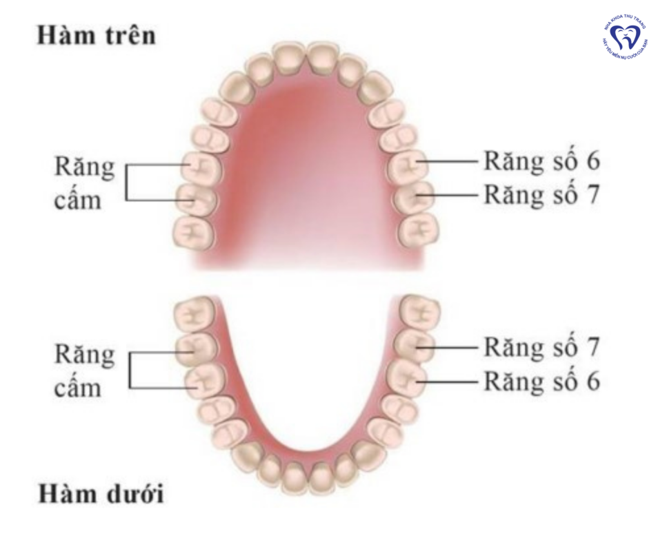 Răng Số 7 Và Những Điều Cần Biết - Phòng Khám Nha Khoa Thu Trang